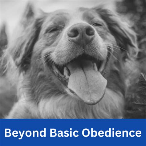 The Benefits Go Beyond Basic Obedience