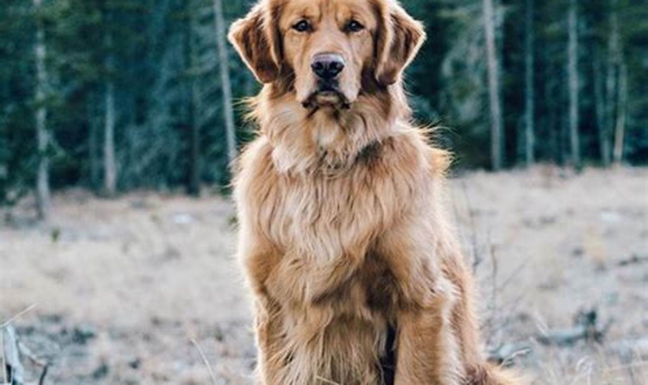The Benefits of Owning a Golden Retriever with Short Hair