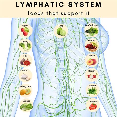 The Best Foods For Supporting Your Lymphatic System