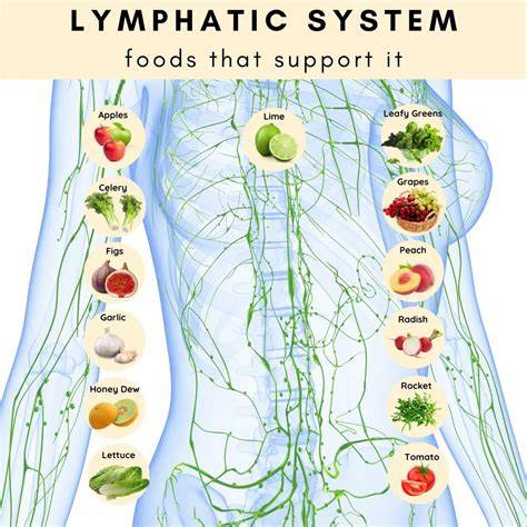 The Best Foods For Supporting Your Lymphatic System Function