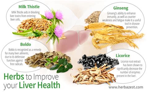 The Best Herbs For Supporting Liver Function