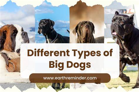 The Biggest Types Of Dogs
