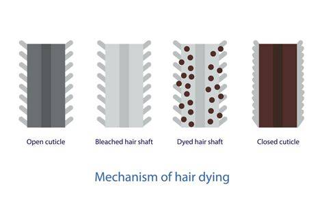 The Bleaching Process for Dying