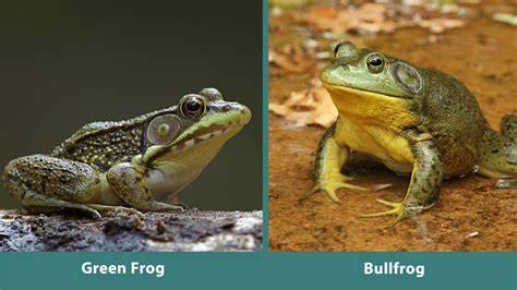 The Bullfrog Difference