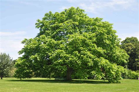 The Butternut Tree