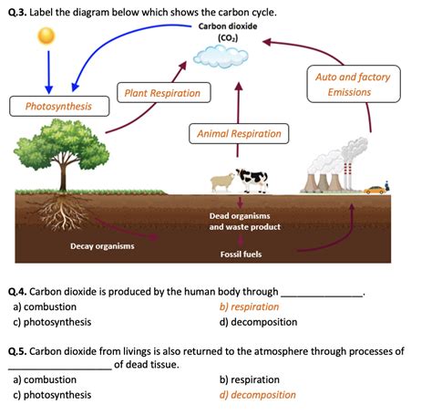 The Carbon Cycle Worksheet Answers