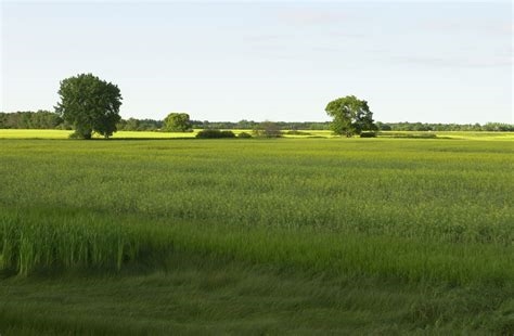 The Causcherry Plains