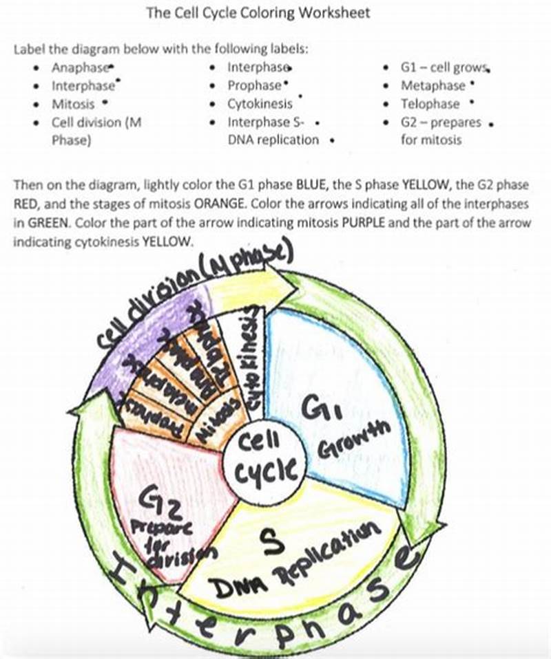 The Cell Cycle Coloring Worksheet Answer Key Back