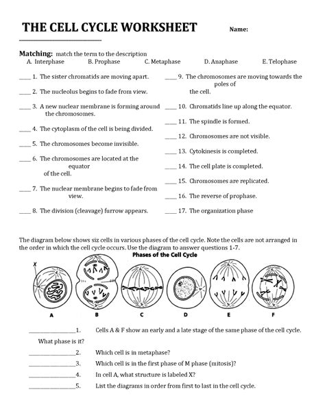 The Cell Cycle Worksheet