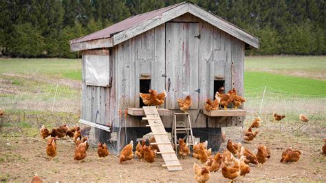 The Chicken Coop