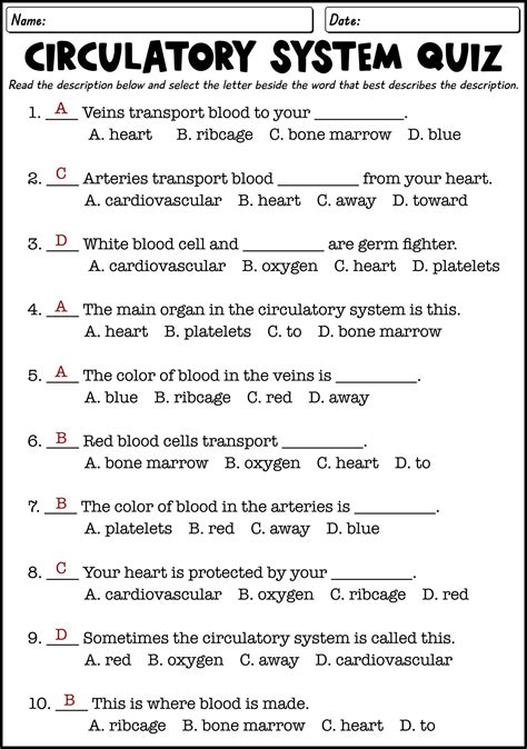 The Circulatory System Worksheet Answers