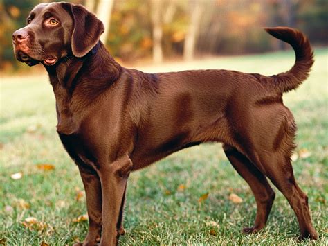The Classic Chocolate Labrador
