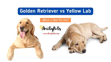 The Classic Yellow Lab