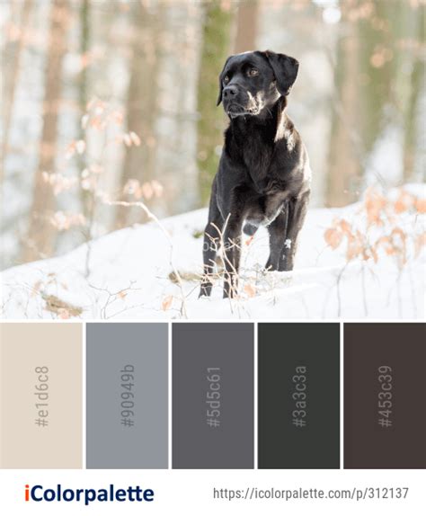 The Color Palette of the Labrador Retriever