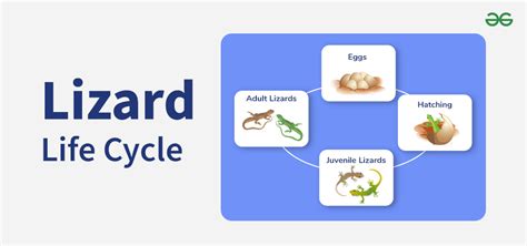 The Complete Lifecycle Of A Lizard Explained - Compliance Management