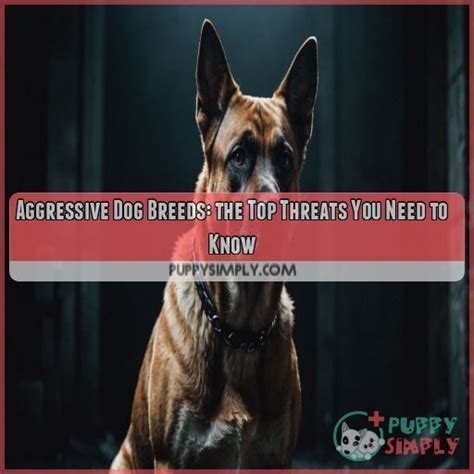 The Concept of "Aggressive" or "High-Risk" Breeds