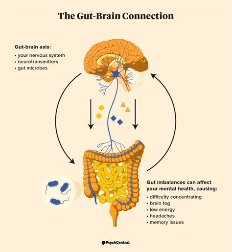 The Connection Between Gut Health And Brain Performance