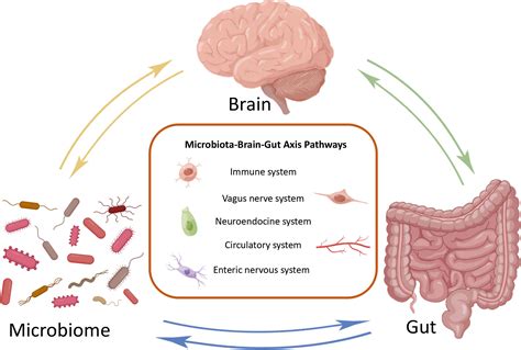 The Connection Between Gut Microbiome And Brain Health