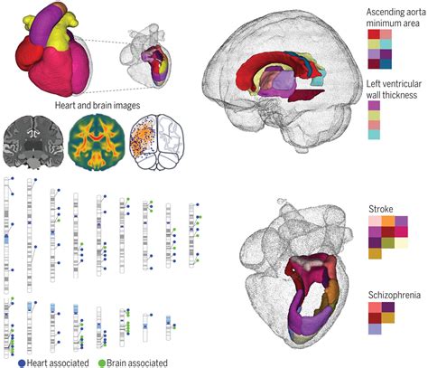 The Connection Between Heart Health And Brain Aging