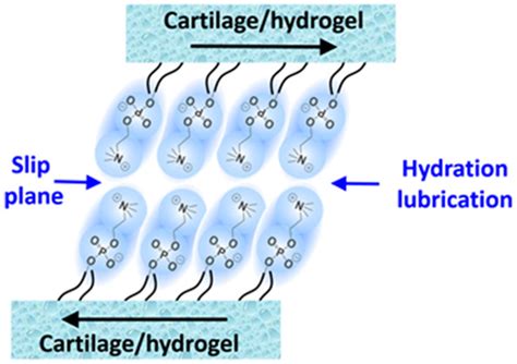 The Connection Between Hydration And Joint Lubrication