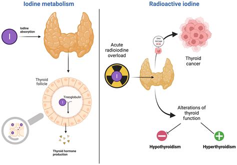 The Connection Between Iodine And Thyroid Function