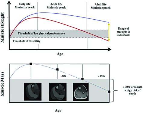 The Connection Between Muscle Mass And Lifespan
