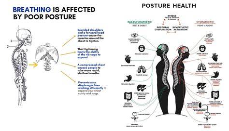 The Connection Between Poor Posture And Shallow Breathing