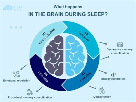 The Connection Between Sleep And Cognitive Function
