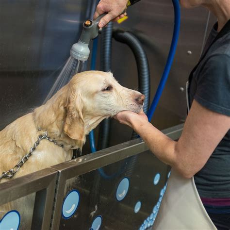 The Convenience of Full-Service Dog Bathing
