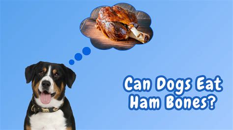 The Core Dangers of Ham for Dogs