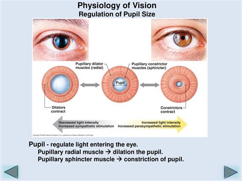 The Core Function Of Eye Pupil: Light Regulation