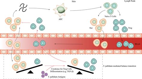The Core Mechanism: How Syphilis Spreads