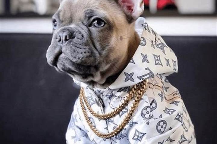 The Cost of Louis Vuitton Dog Designer Clothes