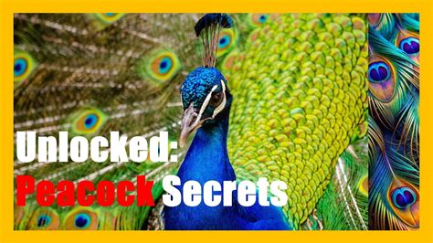 The Cultural Significance of Mating For Life