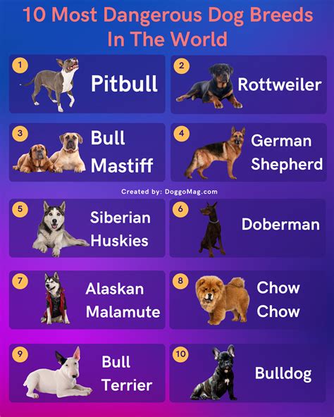 The Dangerous Dogs In The World Pictures