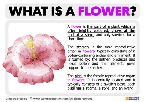 Unraveling the Enchanting Mysteries: The Quintessential Guide to Understanding the Definition of Flower