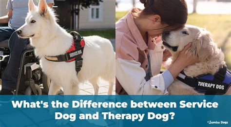 The Difference Between Service Dogs, ESAs, and Therapy Dogs