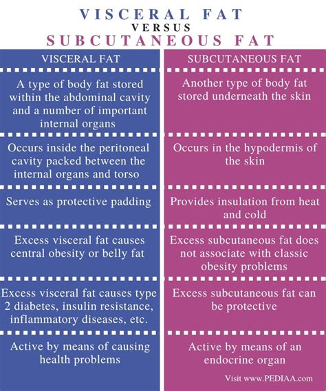 The Difference Between Subcutaneous and Visceral Fat