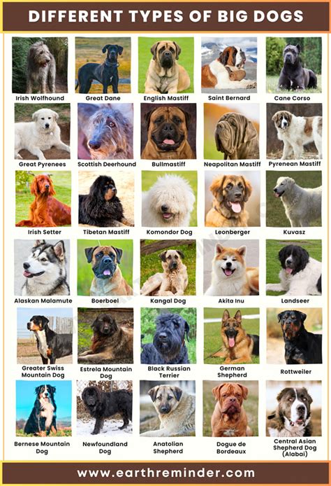 The Different Types Of Dogs With Pictures