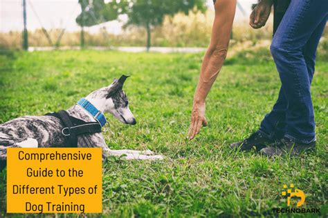 The Different Types of Dog Training Bark