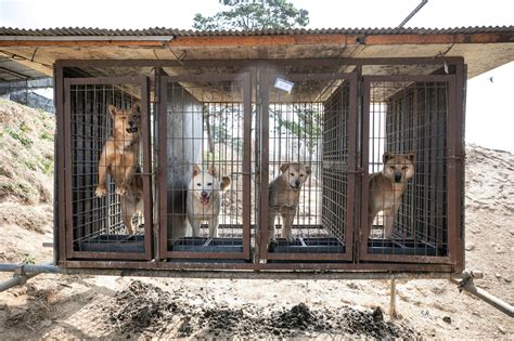 The Difficult Reality Inside a Dog Meat Farm