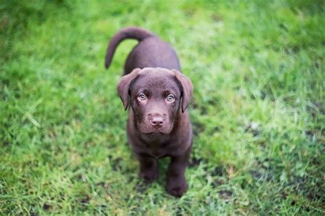 The Distinguished Chocolate Lab The Distinguished Chocolate Lab