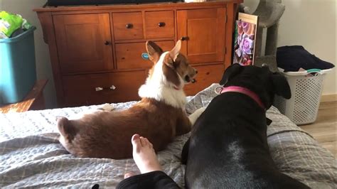 The Dogs Being Silly YouTube