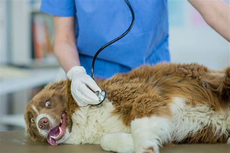 The Downsides of Neutering