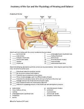 The Ear Hearing And Balance Worksheet