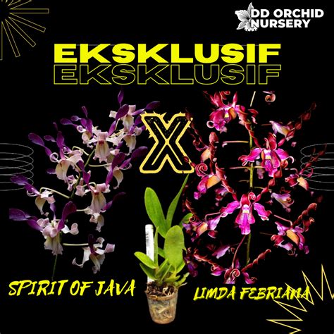 The Enchanting Embrace of Dendrobium Spirit of Java