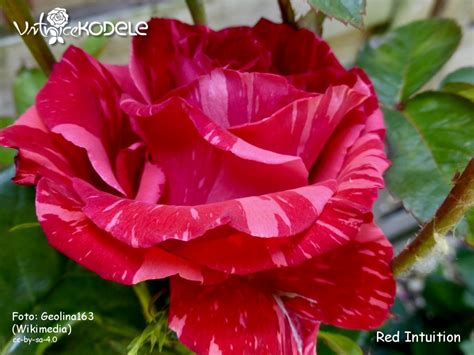 The Enduring Charm of 'Red Intuition'