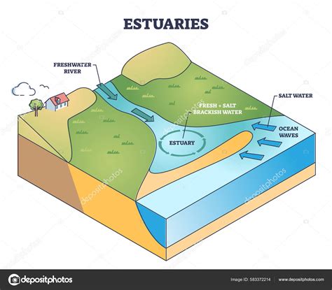 The Estuaries