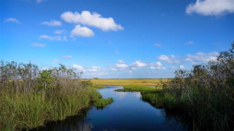 The Everglades