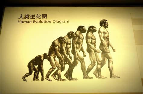 The Evolution Of Humans